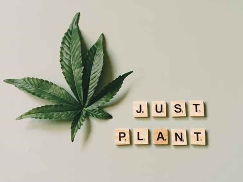 THE BENEFITS OF CANNABIS IN WEIGHT MANAGEMENT11